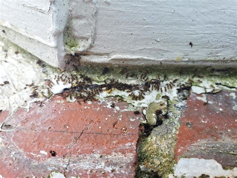 ants nesting in walls of house