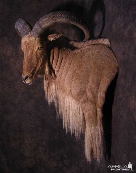 Aoudad Pedestal Mount