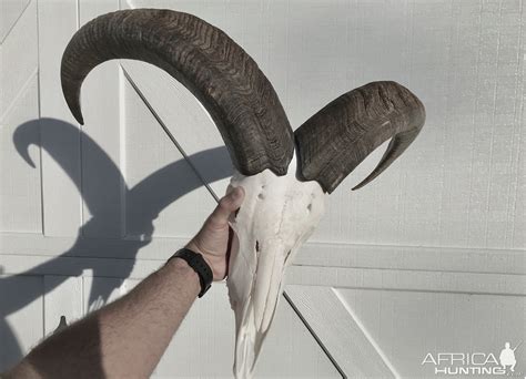 Aoudad Skull Mount
