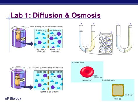 Ap Lab Diffusion And Osmosis