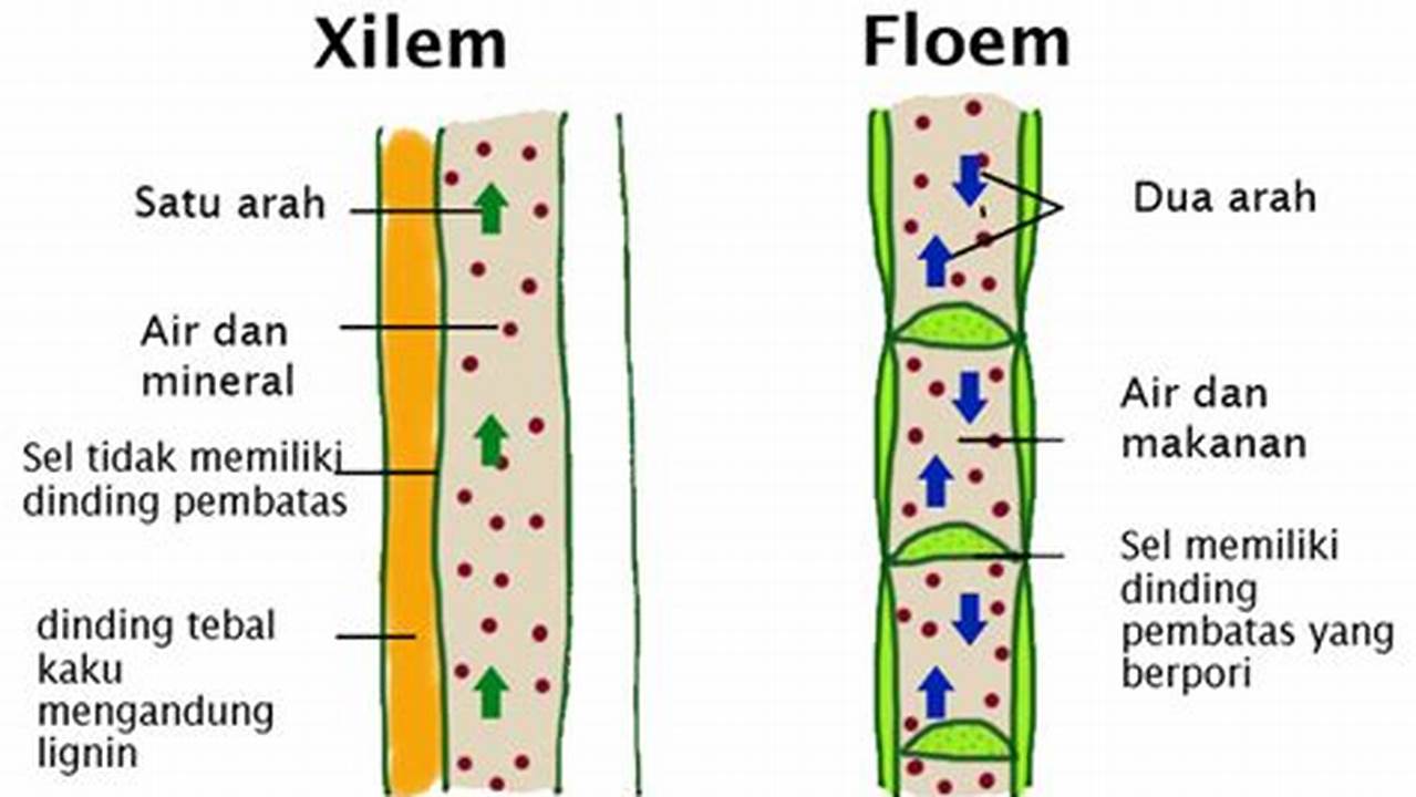 Memahami Floem: Jaringan Pengangkut Hasil Fotosintesis pada Tumbuhan