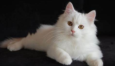 20+ Gambar Kucing Anggora, Selucu Apa Sih Kucing Satu Ini? | Gerava.com