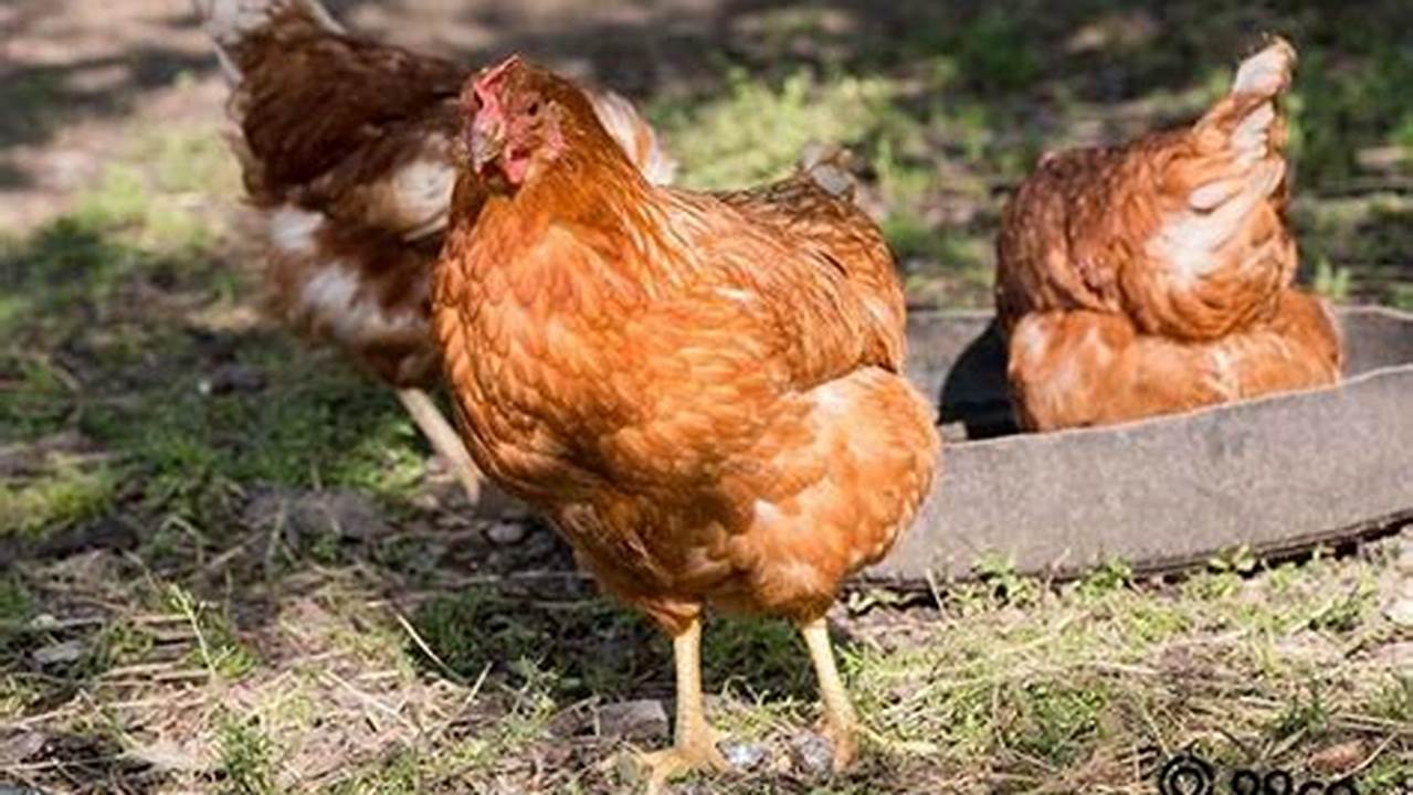 Temukan 8 Manfaat Ayam Bagi Lingkungan Rumah yang Jarang Diketahui