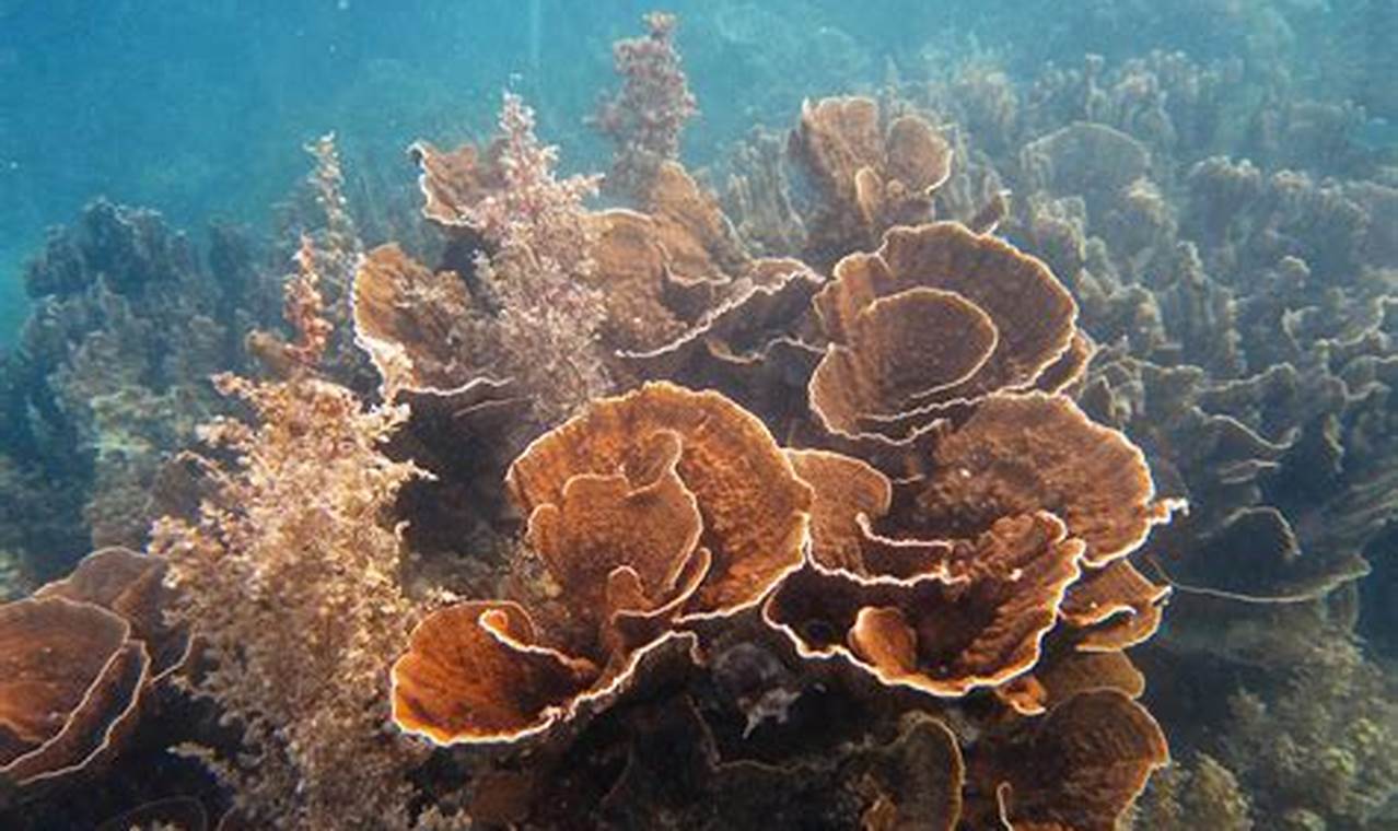 apa saja jenis jenis terumbu karang?