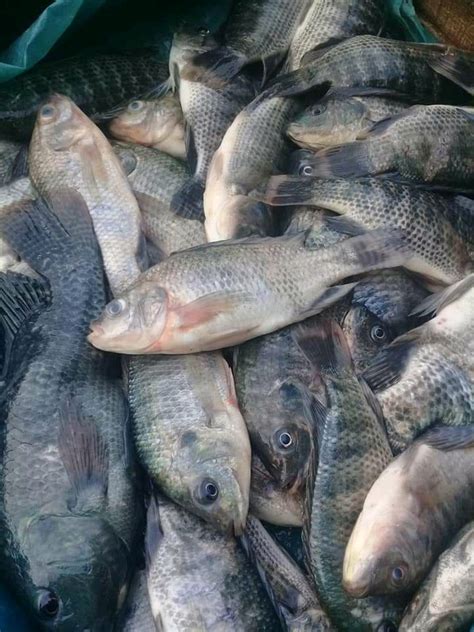 Umpan Ikan Nila Yang Paling Terkenal Di Tahun 2023