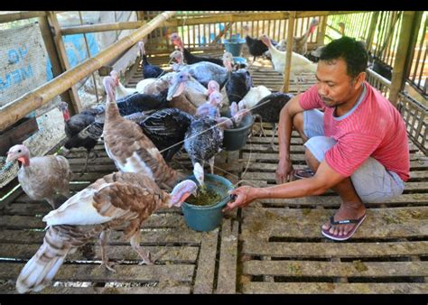 Peternakan Ayam Potong Aceh ANTARA Foto