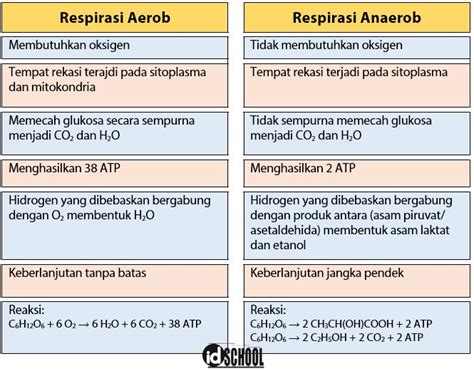 apa itu aerob dan anaerob
