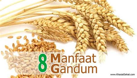 apa manfaat gandum