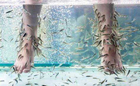 apa manfaat terapi ikan