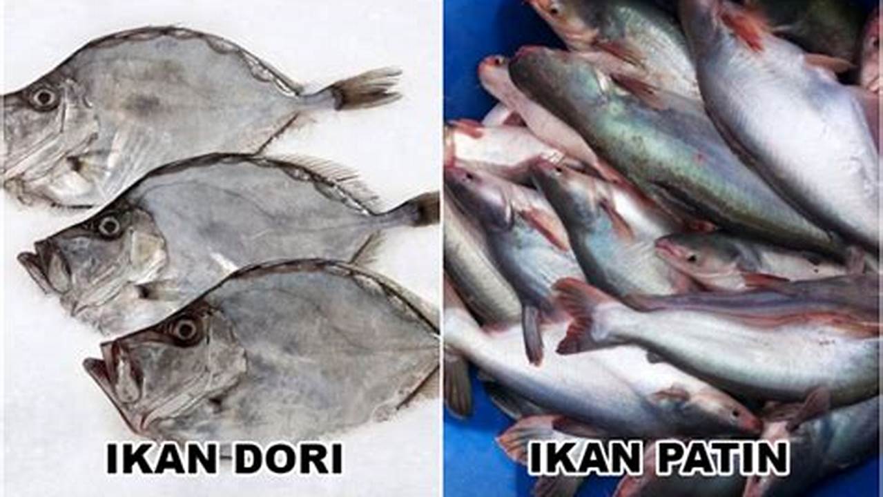 Apakah Ikan Dori dan Ikan Patin Sama? Temukan Jawabannya di Sini!