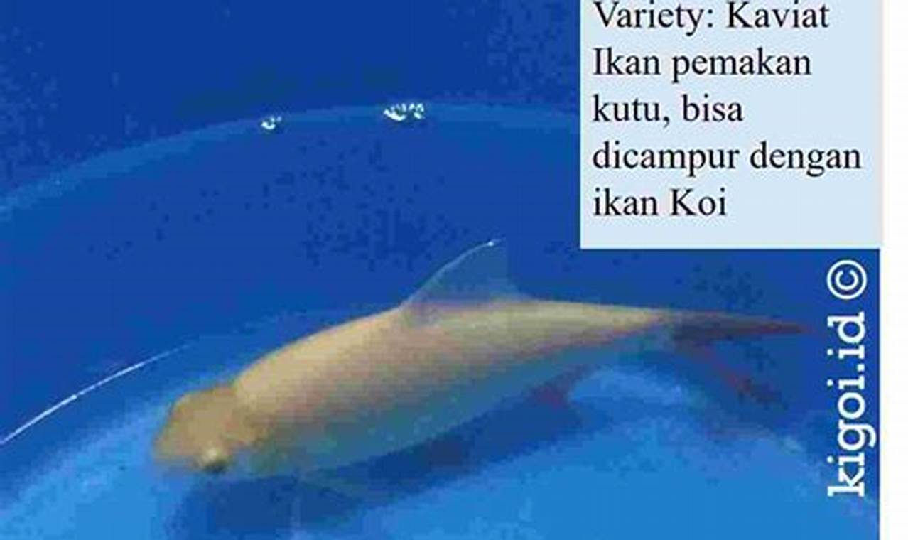 apakah ikan kaviat memakan kotoran ikan?