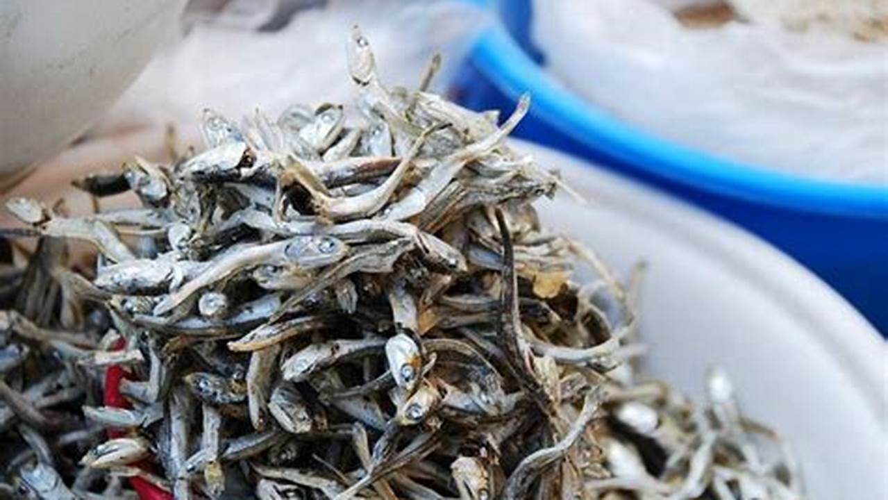 Rahasia Ikan Teri Bersih dan Sehat: Apakah Perlu Dicuci?