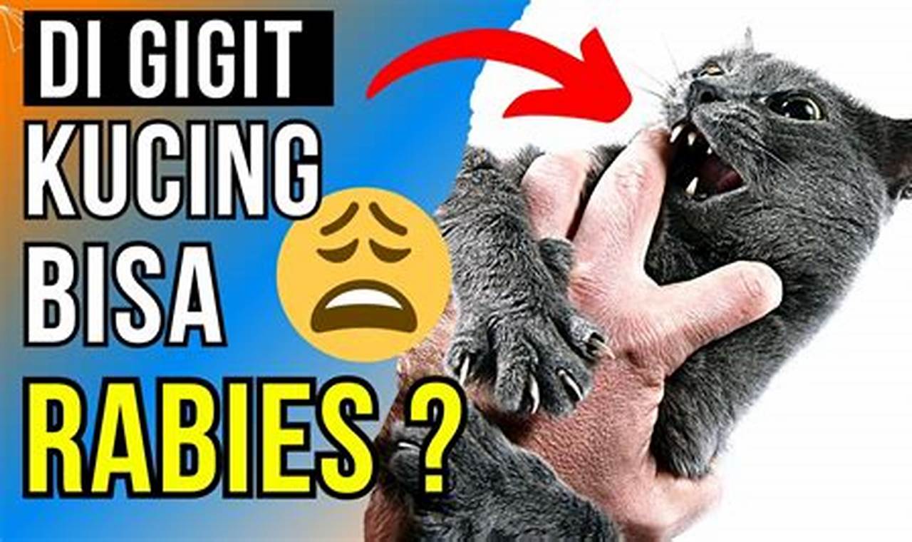Apakah Benark Kucing Bisa Terkena Rabies? Kenali Faktanya!