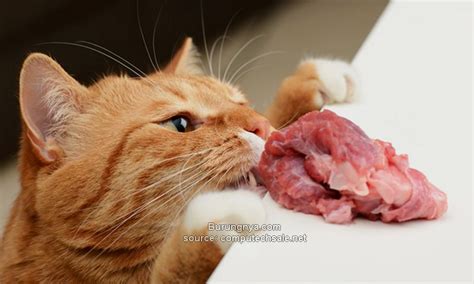 Apakah Kucing Boleh Makan Sosis? Beserta Akibatnya