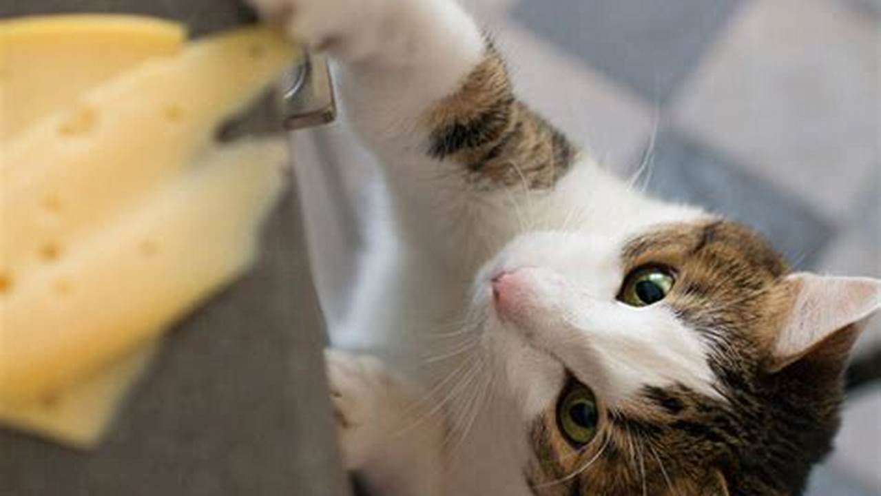 Apakah Kucing Boleh Makan Keju? Cari Tahu Jawabannya di Sini