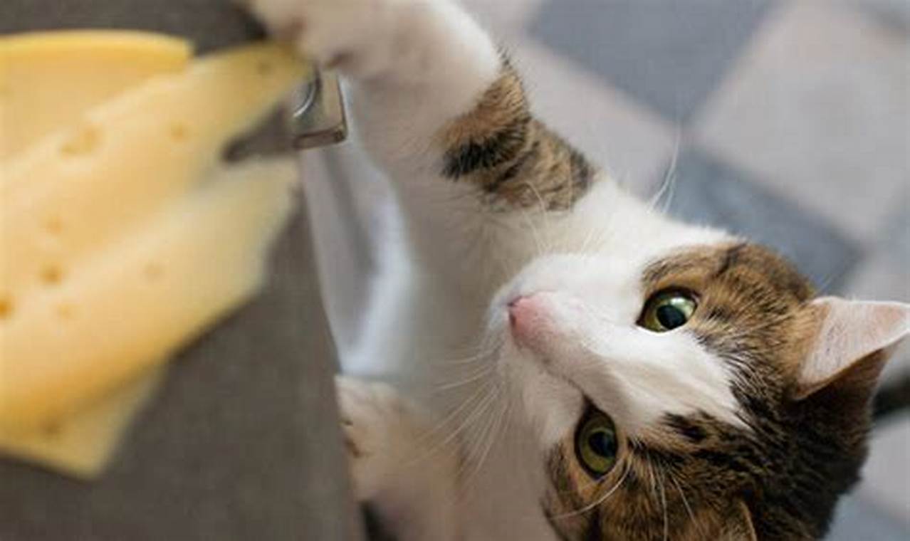 Apakah Kucing Boleh Makan Keju? Cari Tahu Jawabannya di Sini