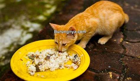 Apakah kucing boleh makan nasi? - YouTube