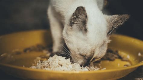 6 Makanan Manusia Yang Berbahaya Untuk Kucing Iluminasi