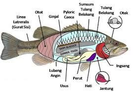 Fungsi Mata Pada Ikan Bagis