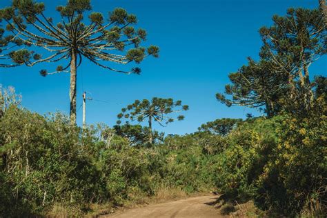 aparados da serra national forest brazil