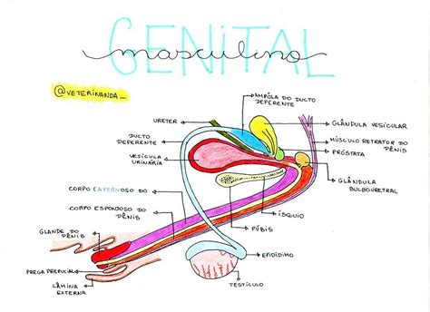 aparelho genital masculino anatomia