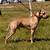 apbt game dog for sale