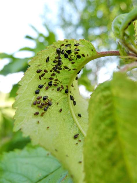 aphids on cherry trees