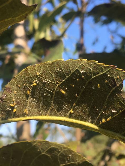 Aphids on pecan trees