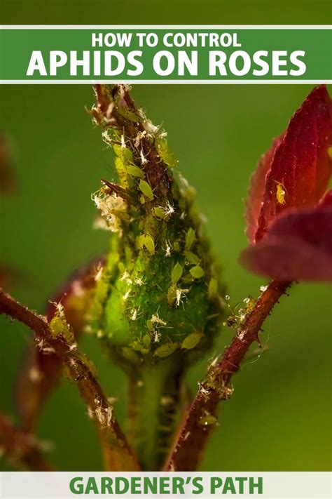 How to Tackle Aphids on Roses Effectively This Season