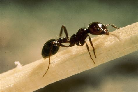 aphis imported fire ant