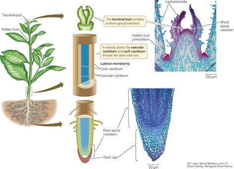 apical and lateral meristem