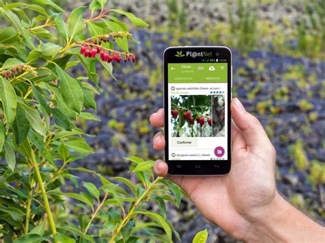 Best Plant Identification Apps (That Actually Work) Plant