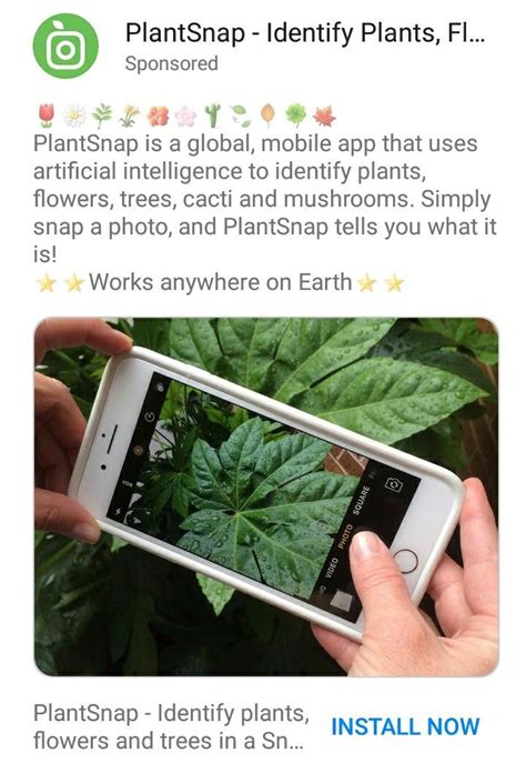 Mobile app to identify plants, PlantSnap Identify plant, Plants
