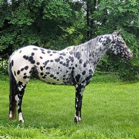 appaloosa horses for sale in colorado