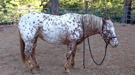 appaloosa horses for sale in texas