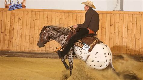 appaloosa reining stallion auction