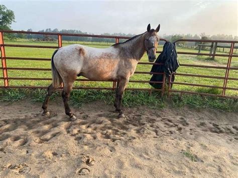 appaloosa trail horses for sale