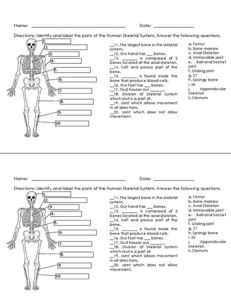 Appendicular Skeleton Free Printable Worksheets