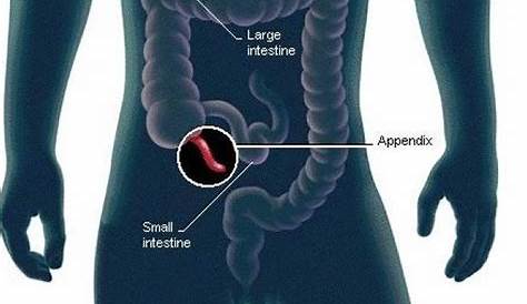 Appendix Location Diagram Where Is Your Bodytomy