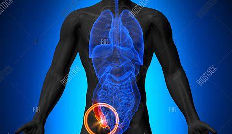 Appendix Male Anatomy Of Human Organs Xray View Stock