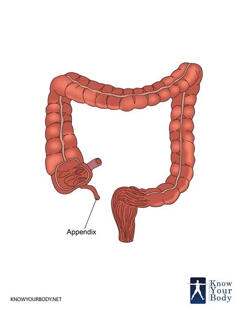 appendix is on which part of the body