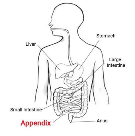 appendix is on which side of your body