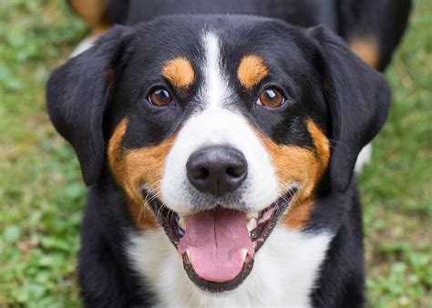 appenzeller dog