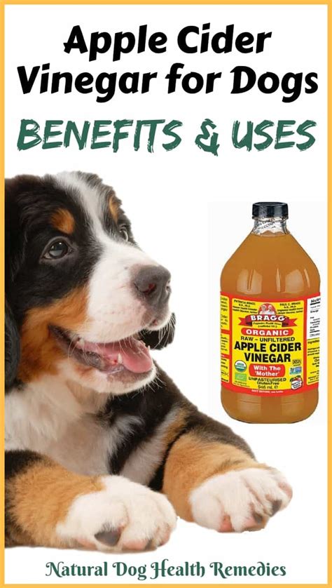 Apple Cider Vinegar Dog Treatments Apple cider vinegar, or ACV, is by