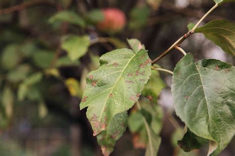 Managing apple scab in Western Australia Agriculture and Food