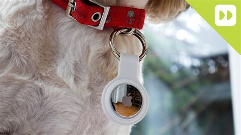 These Apple Airtag For Dogs Tips And Trick