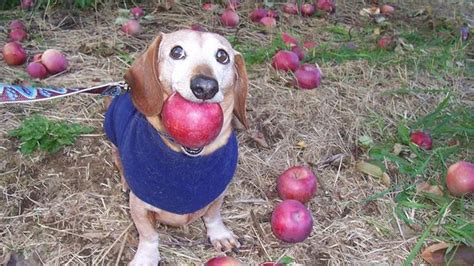 Apple Dog