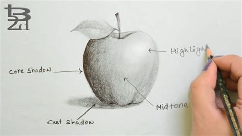 Apple Drawing Shading