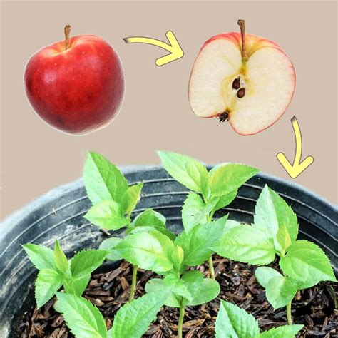 Apple Fruit Tree Seed