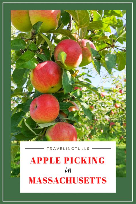 apple orchards on cape cod